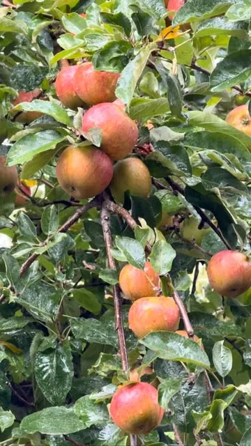 Pommes à cidre (illustration, photo de la recette à venir)